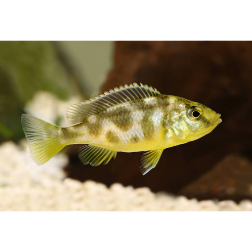 صورة Venestus 2.5cm Fish
