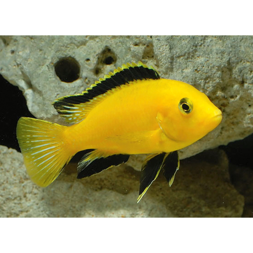 صورة Electric yellow Cichlid 2.5 cm Fish