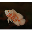 صورة Oscar Albino 5cm Fish