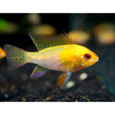 صورة Golden Ramirezi 3cm Fish