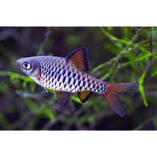 صورة Checkered Barb 3cm Fish