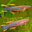 صورة Gardneri Killifish 3cm Fish