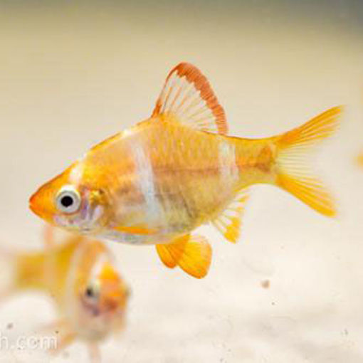 صورة Albino Tiger Barb 3.5cm Fish