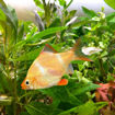 صورة Albino Tiger Barb 3.5cm Fish