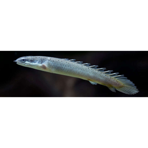 صورة Senegal 7.5cm Fish 