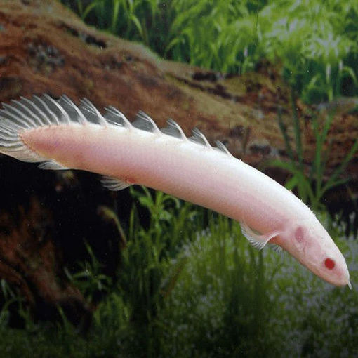 صورة Senegal Albino 5cm Fish