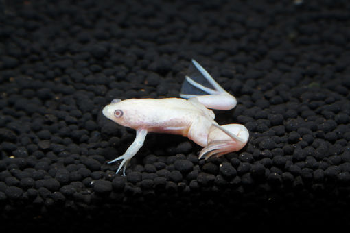 صورة Albino African Dwarf Frog 2cm