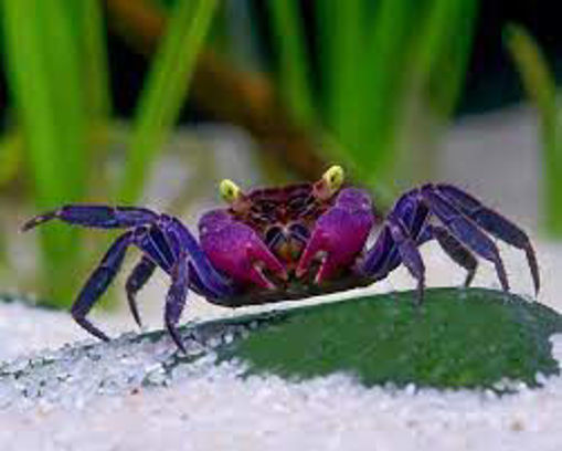 صورة Yellow / Vampire crab