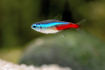 صورة Neon Tetra Fish
