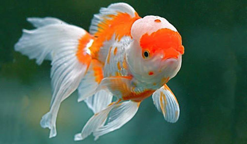 صورة Assorted orandas Fish 7.5cm