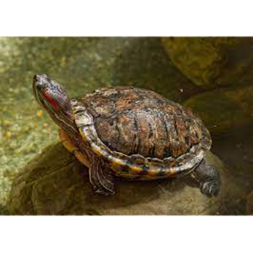 صورة Turtle 10cm