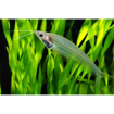صورة Ghost Cat fish 5 cm