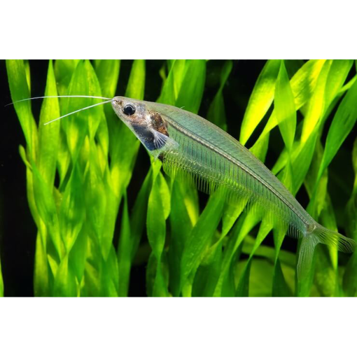 صورة Ghost Cat fish 5 cm
