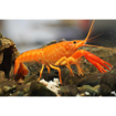 Picture of Bright Orange lobster 5cm