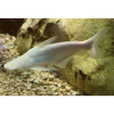 صورة Catfish Albino 5cm