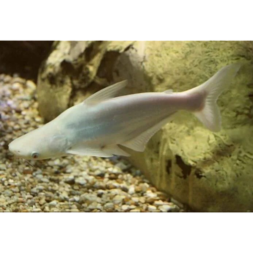 صورة Catfish Albino 5cm