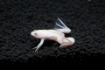 Picture of Albino African Dwarf Frog 2cm