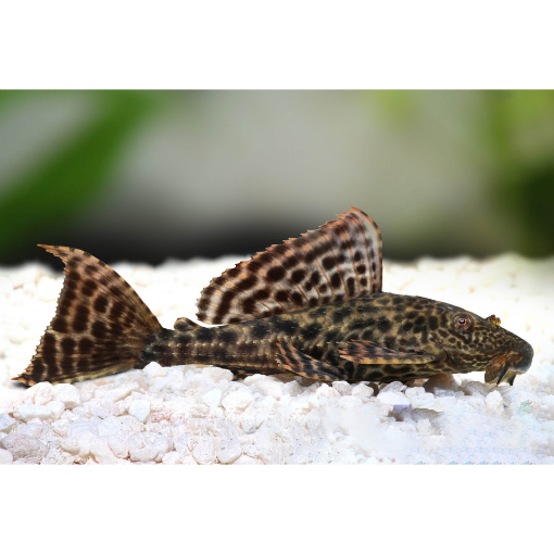 Picture of AlGAETER ( CLEANER FISH ) 6CM