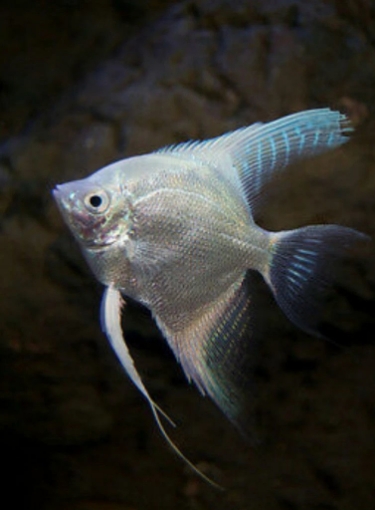 Picture of ANGEL FISH 3.5cm