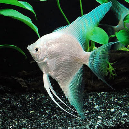 Picture of ANGEL FISH 7 CM