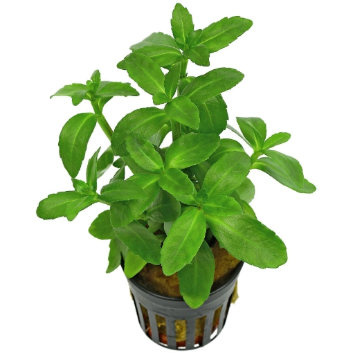 Picture of Bacopa madagascarienesis plant