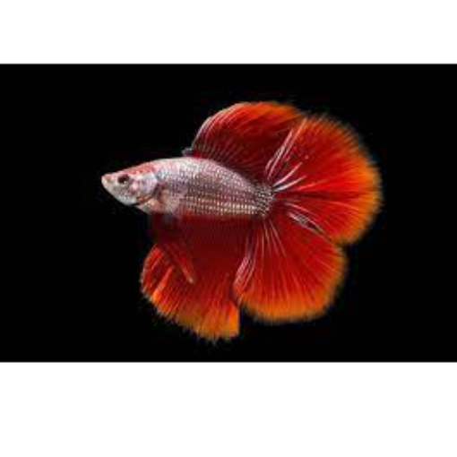 Picture of Betta Halfmoon Double Tail 4cm