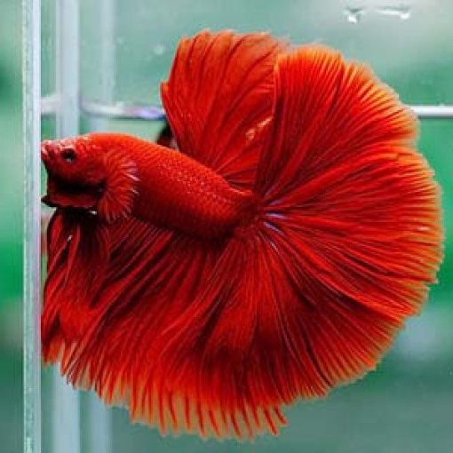 Picture of Betta Rosetail Red Tail 3,5cm