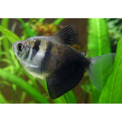 Picture of Black Tetra Fish