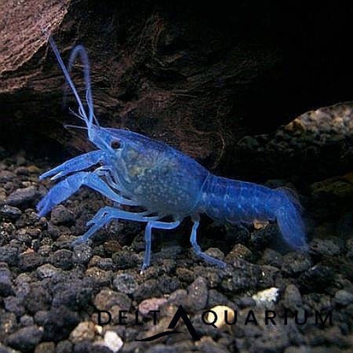 Picture of Blue Lobster 5cm