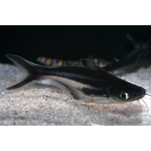 Picture of Cat fish