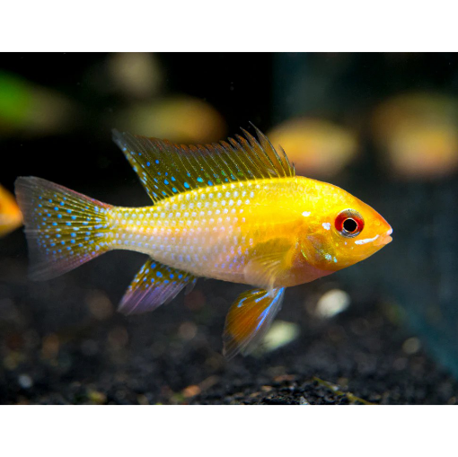 Picture of Goldfish 10Cm