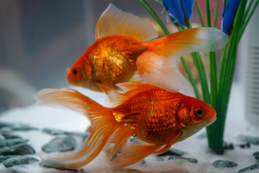 Picture of GoldFish 7 cm