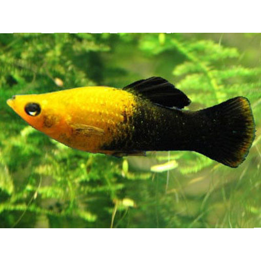 Picture of Neon Tetra Fish