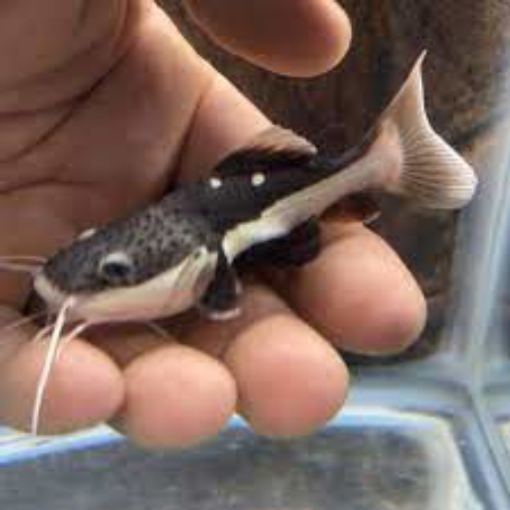 Picture of Redeye Tetra fish 3.5cm