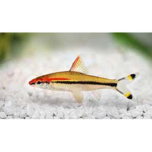 Picture of Rose Line Barb 5cm Fish