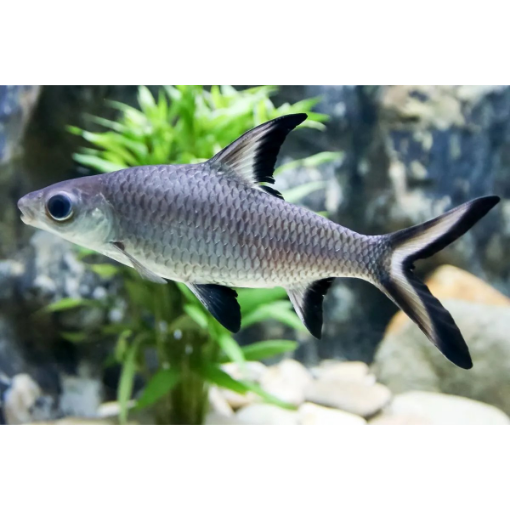 Picture of SILVER SHARK Fish 9 CM