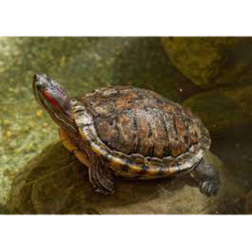 Picture of Turtle 10cm