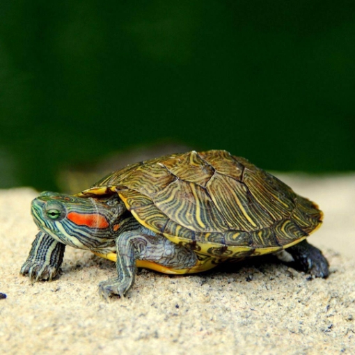 Picture of Turtle 6.5cm