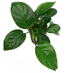 Picture of Anubias barteri Plant