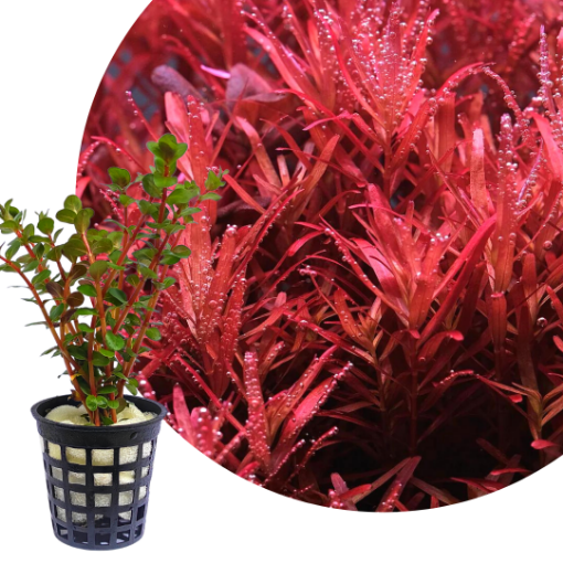 Picture of Red rotala plant