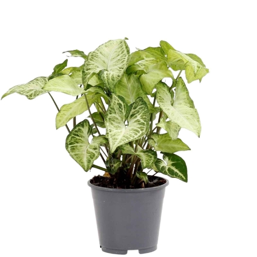 Picture of Syngonium whitebutterfly plant