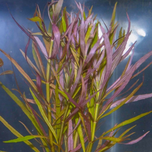 Picture of Plant Pogostemom stellatus
