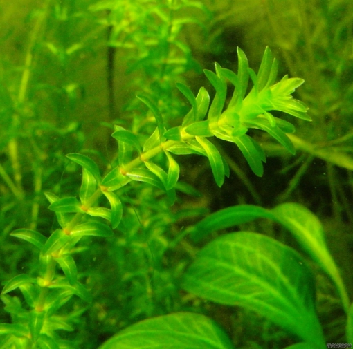 Picture of Elodea canadensis Plant
