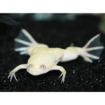 Picture of Albino African Dwarf Frog 2cm