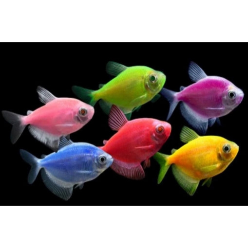 Picture of Glo tetre fish 2 cm