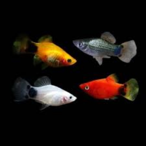 Picture of Platy Assorted Fish 3.5cm