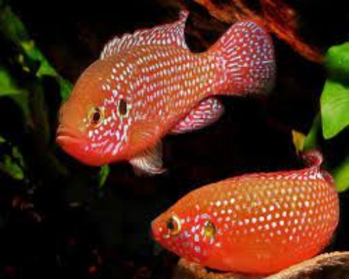 Picture of Jewel Cichlid Fish