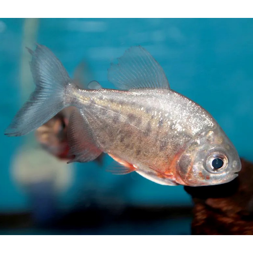 Picture of Pacu Fish 6cm