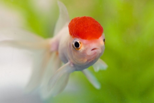 Picture of GoldFish Red Cap Lionhead