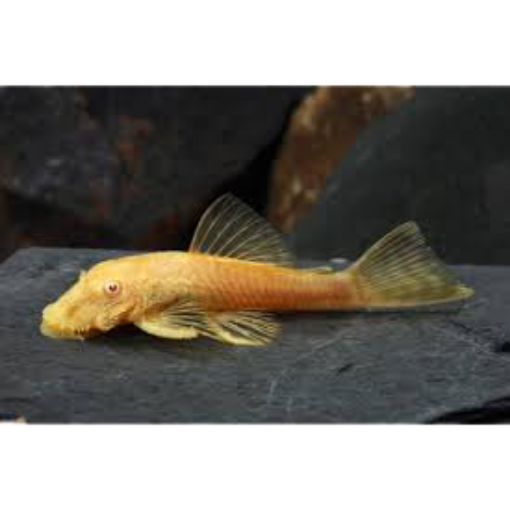 Picture of Albino Zabal 10cm